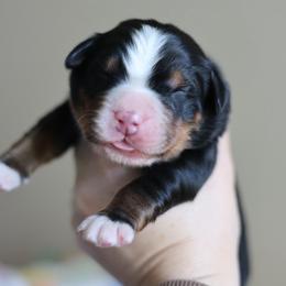 Rowan - Tri-color male Bernese Mountain Dog puppy in Williamston, Sc, South Carolina from Dutton Dog Co & Dalla Grazia Doberman