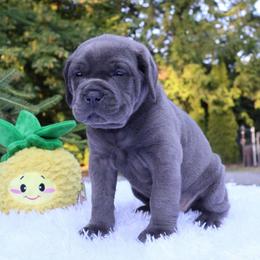 Layla - Gray female Cane Corso puppy in Seattle, Washington from Grande Kennels