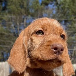 Wirehaired Vizsla Puppies from FREDA KIRTLEY
