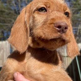 Wirehaired Vizsla Puppies from FREDA KIRTLEY