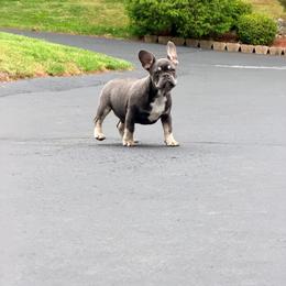 Ian - Tricolors male French Bulldog puppy in Millstone Township, New Jersey from Couture_frenchies_and_pomeranian