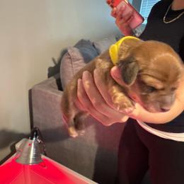 Girl 1 - Fawn (isabella) and cream female Dachshund puppy in Oakwood, Georgia from Sausage Strolls