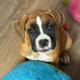 Girl 2 - Fawn female Boxer puppy in Earlsboro, Oklahoma from Lieben Boxers