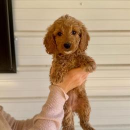 Sprinkles - Apricot female Goldendoodle puppy in Kenansville, North Carolina from J+A Family Doodles