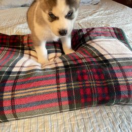 Siberian Husky Puppies from Stan the Man Huskies