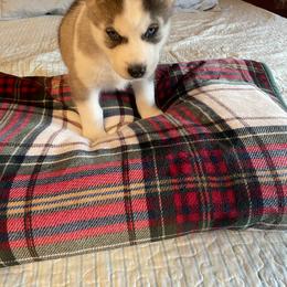 Siberian Husky Puppies from Stan the Man Huskies