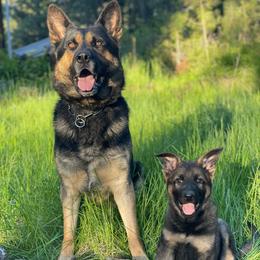 German Shepherds from Vom Haus Vianden