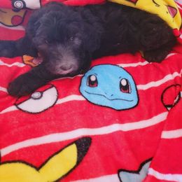 Sheepadoodle Puppies from Betsy's Black Jack Doodles