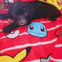 Sheepadoodle Puppies from Betsy's Black Jack Doodles