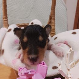 Kurly-Q (Tri Boy 8) - Black white and tan male Collie puppy in Nunn, Colorado from Kingsgift Collies