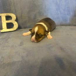 Reef - Red male Pembroke Welsh Corgi puppy in Maupin, Oregon from Bailey Nannini