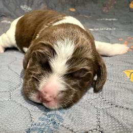 Girl (Chonkette) - Liver and white female English Springer Spaniel puppy in Findlay, Ohio from Flag City Springers