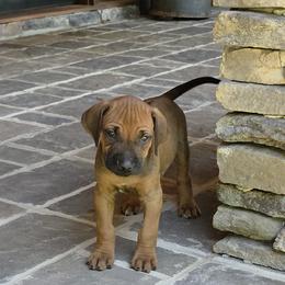 Sniper pink- black collar - Rd whtn blk nose male Rhodesian Ridgeback puppy in Gaffney, South Carolina from Circle D Farms