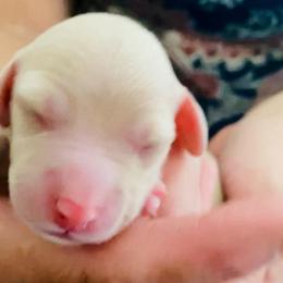 Oscar - Fawn (isabella) and cream male Dachshund puppy in Fontana, California from DOXI.E.