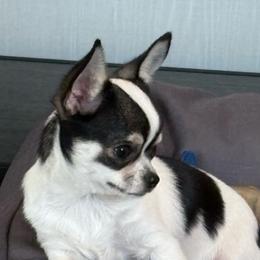 Clara - Black and white female Chihuahua puppy in Louisa, Virginia from Keljim's Chihuahuas