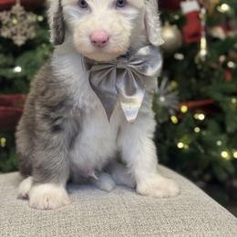 Light blue collar - Merle male Sheepadoodle puppy in Mesa, Arizona from Desert Sheepies and Doodles