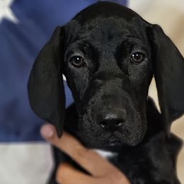 ⭐️AKC-Lulu- Loves water👍Solid BlK- Ready  🎓 📽 - Black German Shorthaired Pointer puppy in Banning, California from ⭐🦆 So Cal on Point GSP'S🇺🇲🇩🇪 lg