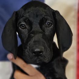 ⭐️AKC-Lulu- Loves water👍Solid BlK- Ready  🎓 📽 - Black German Shorthaired Pointer puppy in Banning, California from ⭐🦆 So Cal on Point GSP'S🇺🇲🇩🇪 lg
