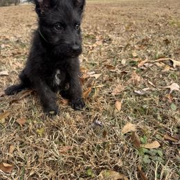 Ms Green - Dutch Shepherd puppy from Best Friends Dutchie