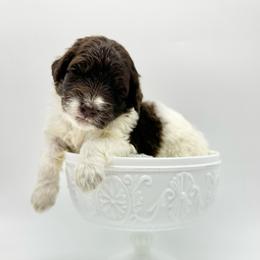 Magnolia - Brown and white female Bernedoodle puppy in Thornville, Ohio from Four Front Doodles & Friends