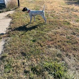 Lu - German Shorthaired Pointer
