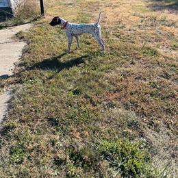 Lu - German Shorthaired Pointer