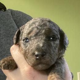 Sierra - Merle female Goldendoodle puppy in Maineville, Ohio from Danielle's Doodles