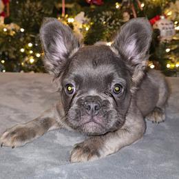 French Bulldog Puppies from Michelle's French Bulldogs