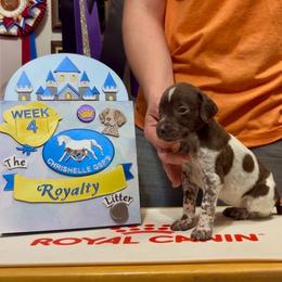Rapunzel - Liver and white female German Shorthaired Pointer puppy in North Branch, Minnesota from Chrishelle Farm
