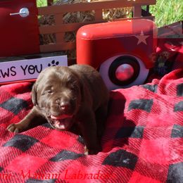 Boy 1 - Chocolate Labrador Retriever puppy in Liberty Hill, Texas from Mariani Labrador Retrievers