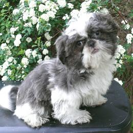 Panda Bear - Blue and white male Shih Tzu puppy in Wild Rose, Wisconsin from Sorenson's Shih-tzus