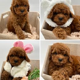 Cavapoo puppies from Gypsi Doodles & Poodles LLC.