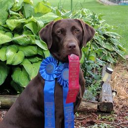 Labrador Retrievers from Lazy M Labradors