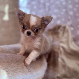 6000 Fredrick ( charting 3-4 pounds) - Chocolate blue male Chihuahua puppy in East Syracuse, New York from Blissful’s Chihuahuas