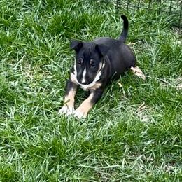 Bull Terrier Puppies from Lynn Hill Bull Terriers