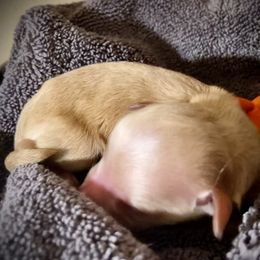 SmithDoodles BOY 2 - Apricot male Goldendoodle puppy in Portland, Oregon from Smith Family Doodles