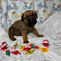 Alma (Lime) - Fawn female Cane Corso puppy in Beech Island, South Carolina from Relic Cane Corso