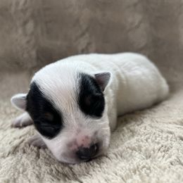 Female 2 - Blue female Australian Cattle Dog puppy in Irvington, Kentucky from Dry Valley’s Australian Cattle Dogs