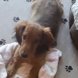 Dachshund Puppies from Jamie's Dachshunds