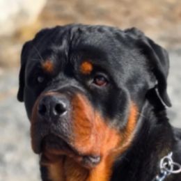 Infinity - Rottweiler