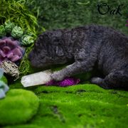 Mudi and Silken Windhound Puppies from Oak & Soul (Oak Creek) Silken Windhounds and Mudi