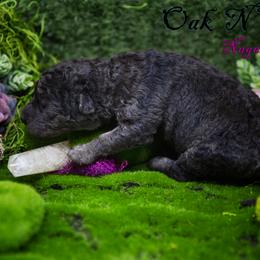 Mudi and Silken Windhound Puppies from Oak & Soul (Oak Creek) Silken Windhounds and Mudi