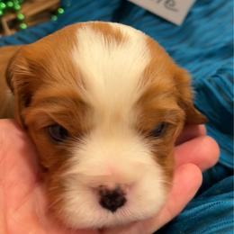 Zellie - Blenheim female Cavalier King Charles Spaniel puppy in St. George, Maine from Cloud Nine Cavaliers