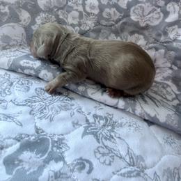 Pebble - Chocolate and cream male Dachshund puppy in Fort Worth, Texas from The Holloway Dachshunds