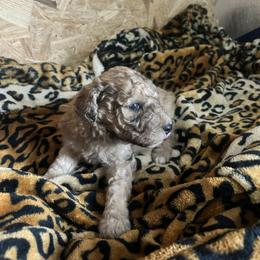 AKC Doc (1500) - Brown male Poodle puppy in Athens, Tennessee from Paws & Kisses
