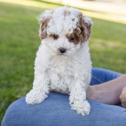 Assorted Doodle Crosses, Aussiedoodle, Golden Aussiedoodle, Goldendoodle, and Sheepadoodle Puppies from Goldendoodledoo Farms