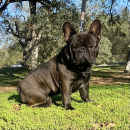 Kendrick - French Bulldog