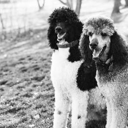 Poodles from Van Der Poodles