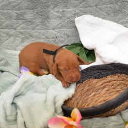 Mr Black - Golden rust male Vizsla puppy in Lexington, Kentucky from Summit Vizsla (we can deliver to you)