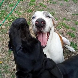 Great Danes from Bells Great Danes